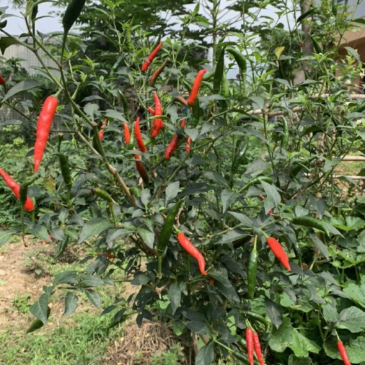 龙门县超辣小米椒 朝天椒 红辣椒