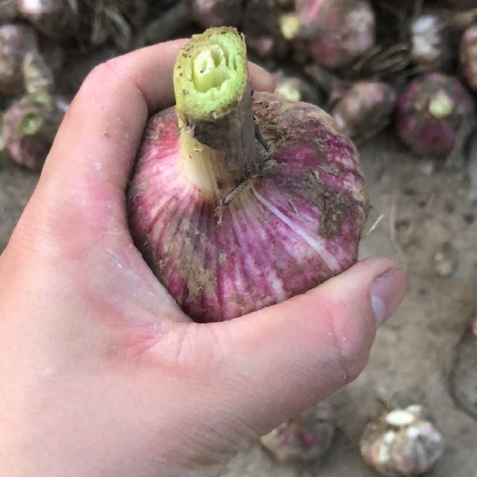 杞县红皮蒜 大蒜之乡，地头儿直供！可开发票