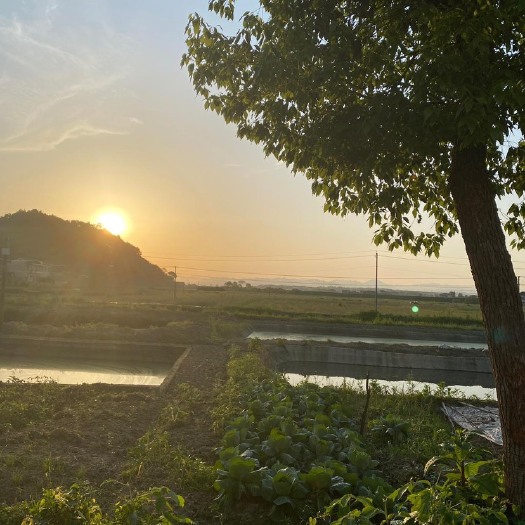宁乡市 绿壳土鸡蛋