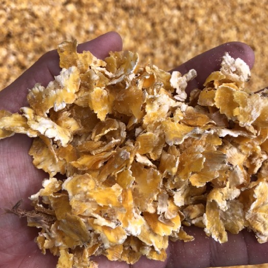 金昌压片玉米  熟玉米压片