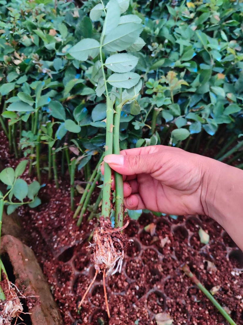 小果蔷薇苗  蔷薇 爬藤植物 粗壮易成活