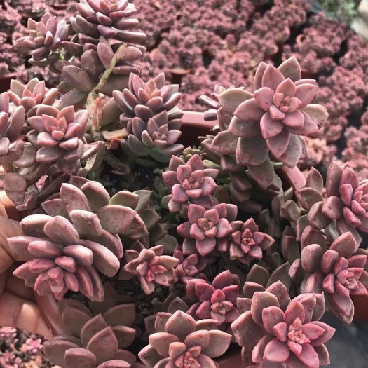 昆明 多肉植物姬胧月
