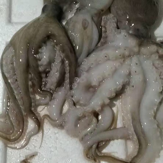 北海章鱼  爆头八爪鱼