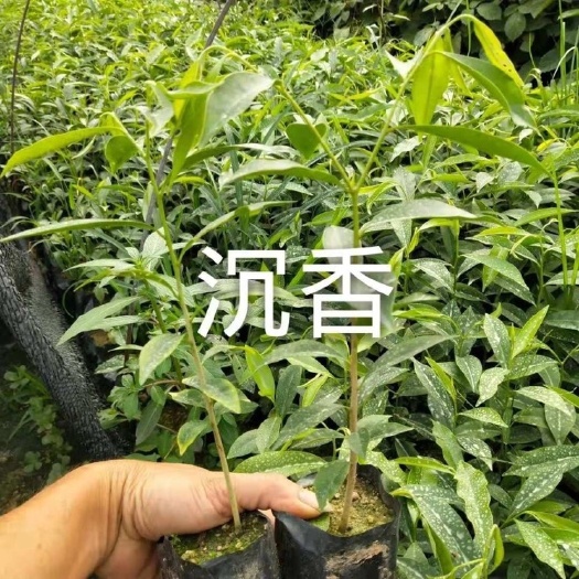 广州奇楠沉香树苗 正宗海南特产奇楠小苗沉香树苗名贵树苗绿化树苗