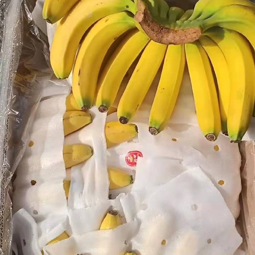 大连 菲律宾香蕉大量现货
