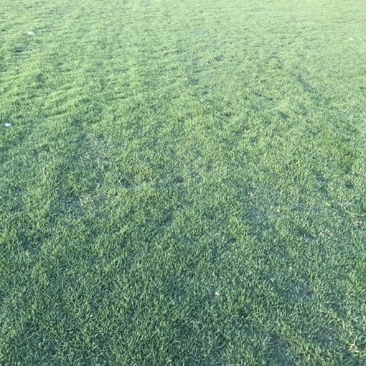 南宁基地直销马尼拉草皮