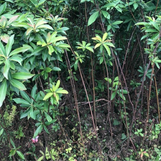 清流县枫香树 枫香.木荷袋苗