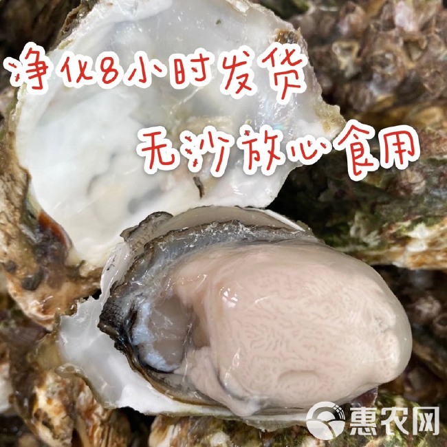 长牡蛎 乳山生蚝鲜活生蚝肉鲜大牡蛎带壳海蛎子贝类海鲜