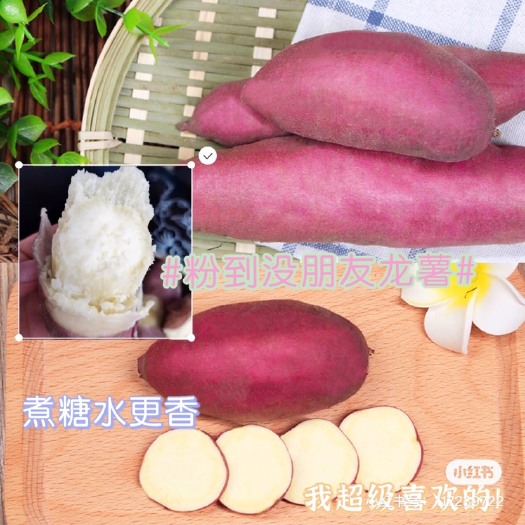 吴川市 龙薯
