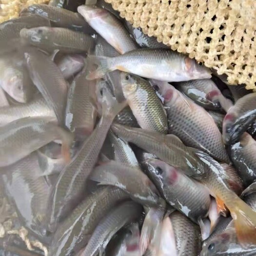 丹寨县鲤鱼苗  稻花鱼苗（荷包鲤）1斤15-18尾