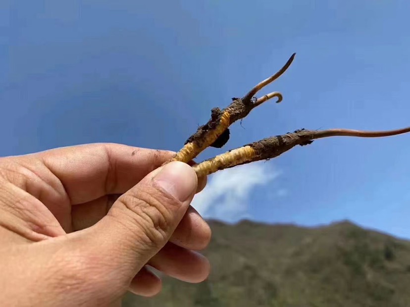 冬虫夏草  2025食鲜草，正当时。万物相生相养，当季的新鲜