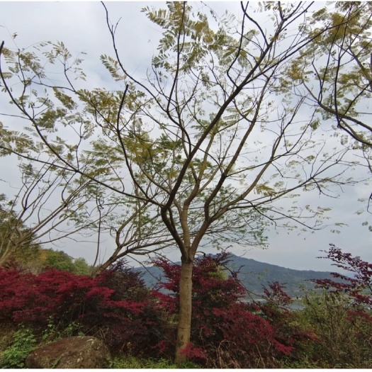 重庆市低价批量出售的3w棵不同规格尖叶蓝花楹，产地重庆市万州区