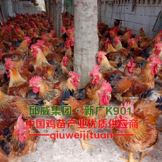 玉林K901鸡苗