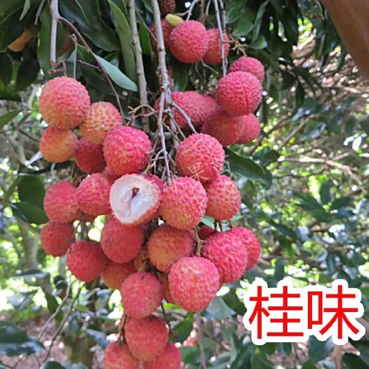 灵山县妃子笑荔枝苗 广西荔枝苗无核妃子笑三月红糯米糍荔枝苗南北方种