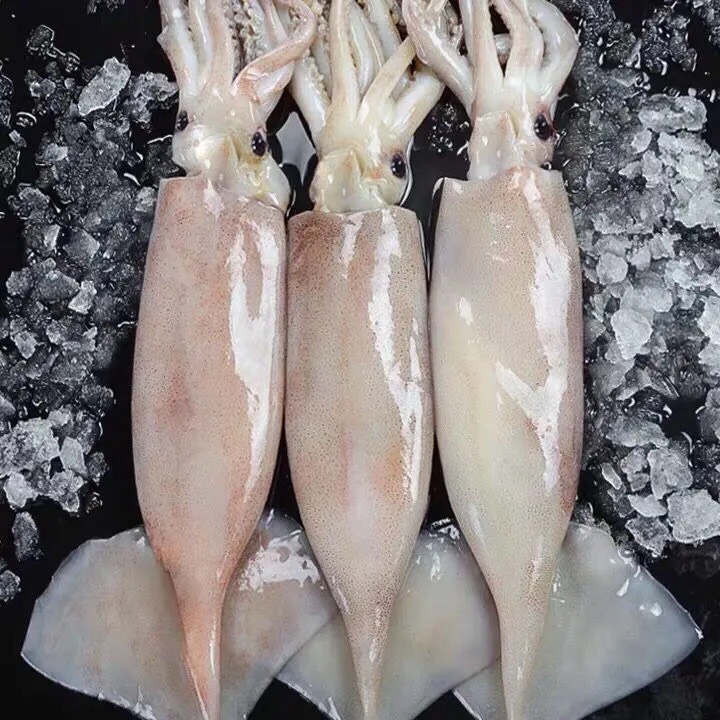 連云港超大魷魚鮮活速凍海捕冷凍水產新鮮魷魚大魷魚尤魚整只燒烤批發