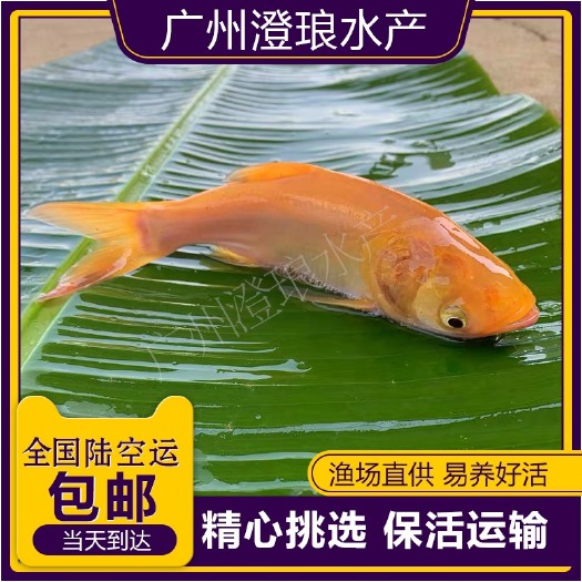 广州金大头鱼苗  金大头金鲢鱼鳙鱼胖头鱼苗观赏鱼养殖水活体放生鱼