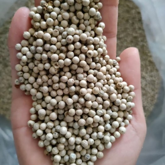 玉林白胡椒 足干水洗白椒