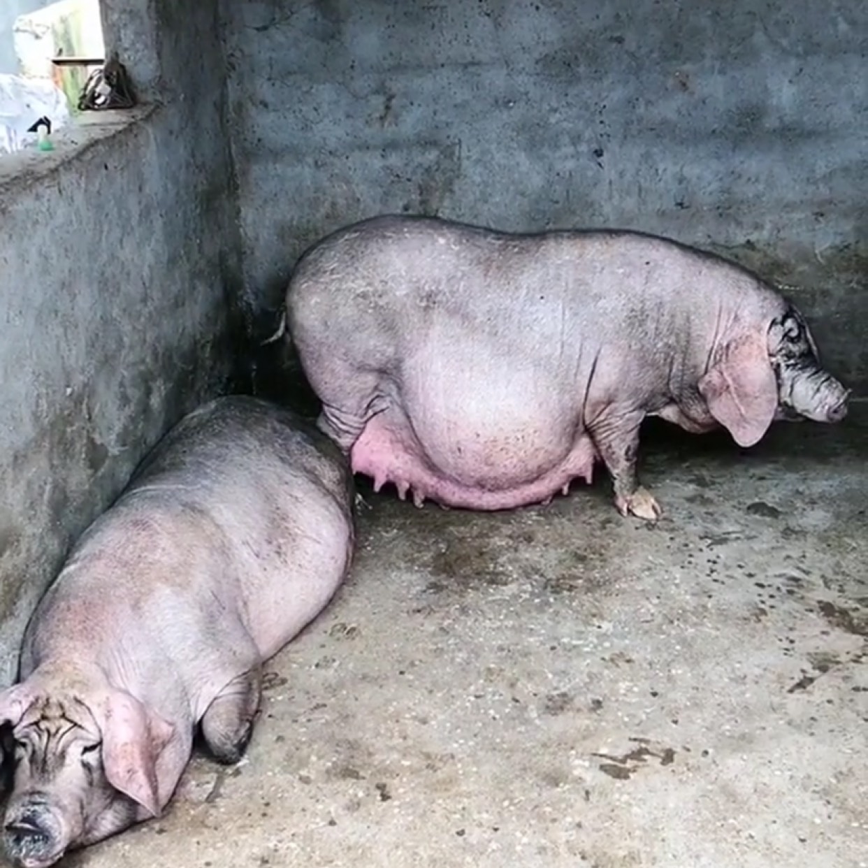 汉普夏猪与太湖杂交图片