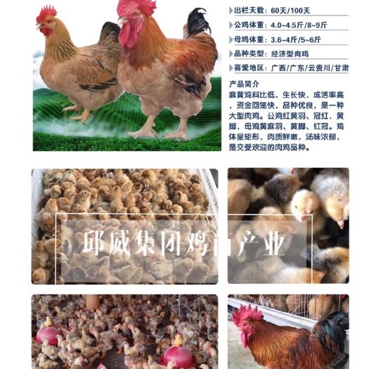 南宁K9麻黄鸡苗