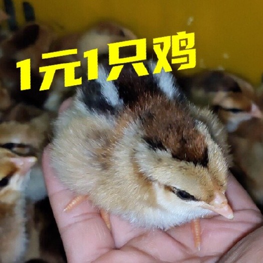 广州清远麻鸡苗