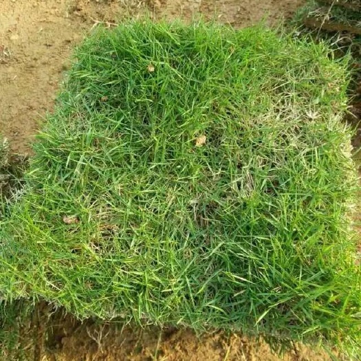 漳州马尼拉草皮  精品马里拉草块 精品草卷适用庭院绿化