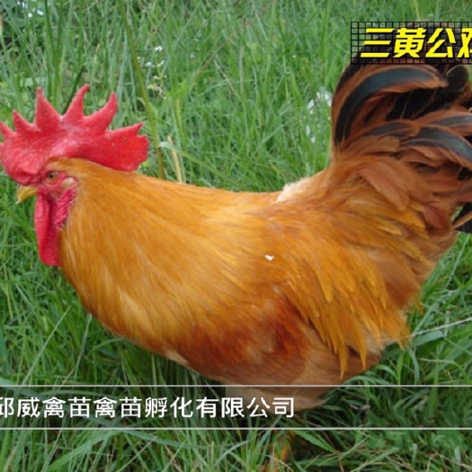 玉林三黄鸡苗