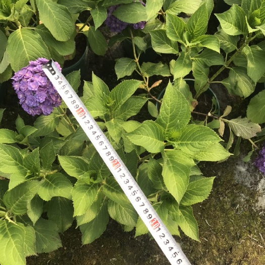 成都银边八仙花  银河绣球