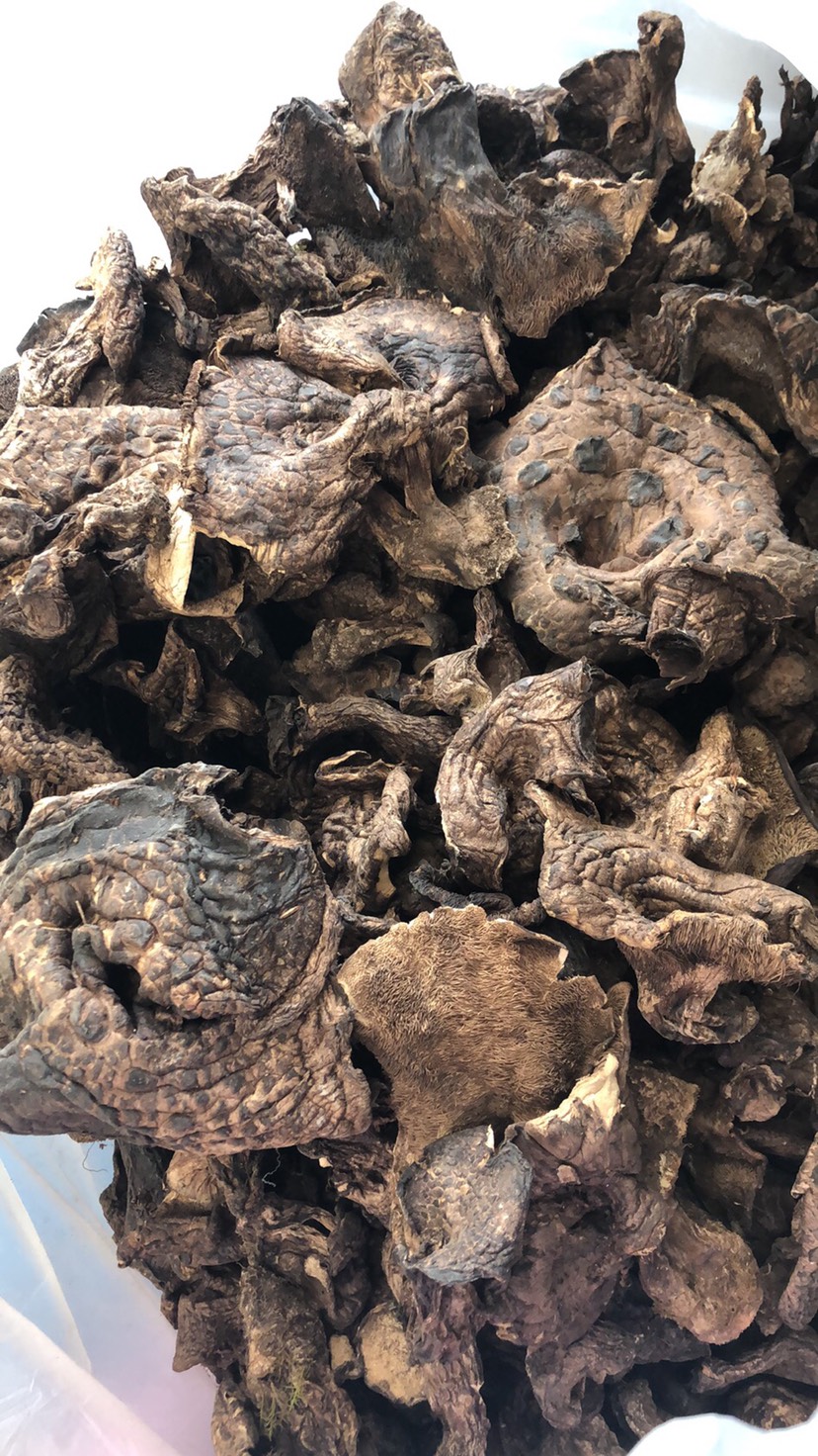 黑虎掌菌，韩国熊耳，云南香格里拉黑虎掌，5公分以上大规格