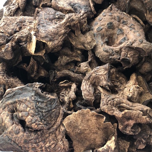 昆明黑虎掌菌，韩国熊耳，云南香格里拉黑虎掌，5公分以上大规格