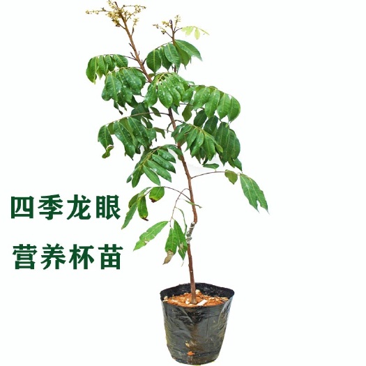 灵山县四季蜜龙眼苗  龙眼树苗储良石峡龙眼四季蜜龙眼桂圆嫁接苗盆栽地栽当年结果包邮