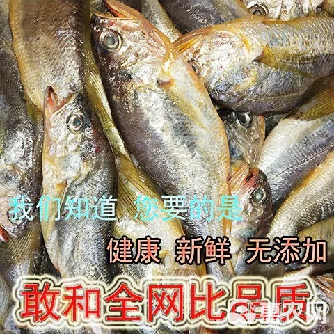 新鲜海捕小黄新鲜黄鱼海鱼冰冻海鲜水产小黄鱼