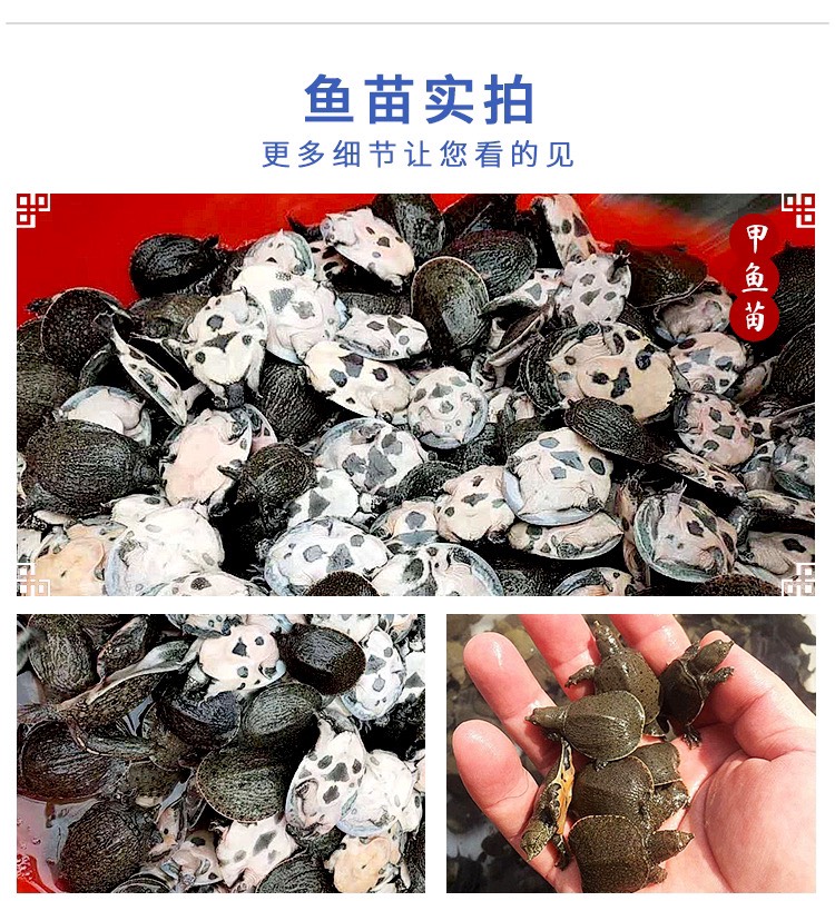 中华甲鱼苗 小甲鱼水鱼苗团鱼苗龙鱼活体饲料