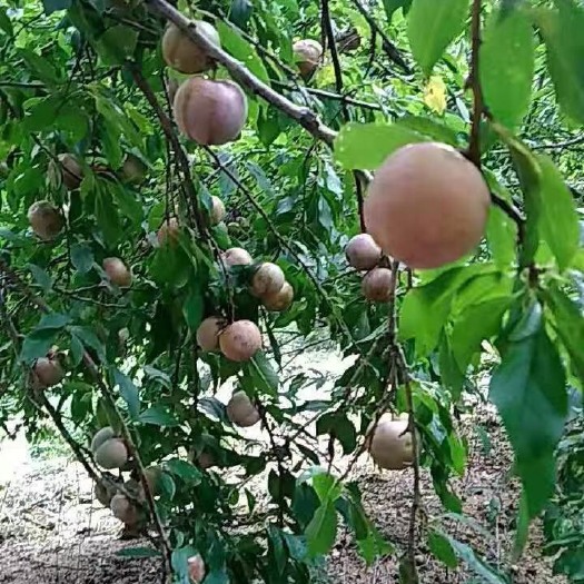 东源县 三华李