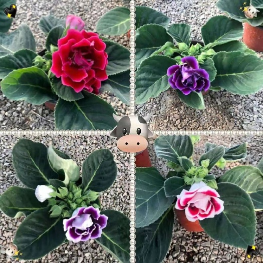 青州市重瓣大岩桐盆栽芙蓉花室内阳台观赏，大岩桐基地直发，全国物流