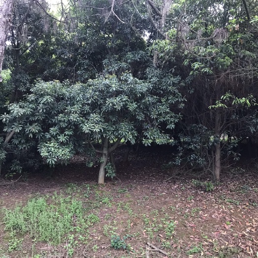 武汉 杨梅树