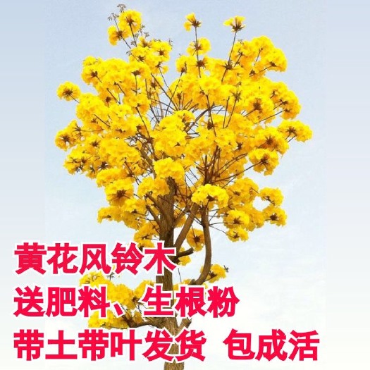 广州黄花风铃木苗多花黄花风铃树苗春季开花景区街道观赏树枫铃树小苗
