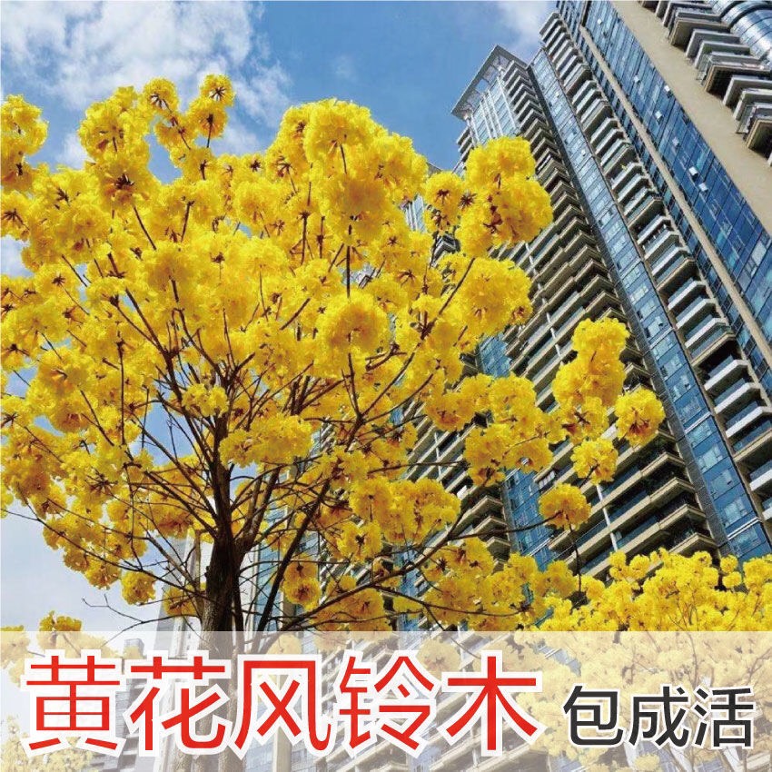 黄花风铃木苗多花黄花风铃树苗春季开花景区街道观赏树枫铃树小苗