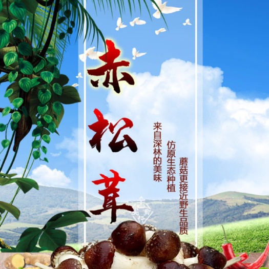 安顺赤松茸
