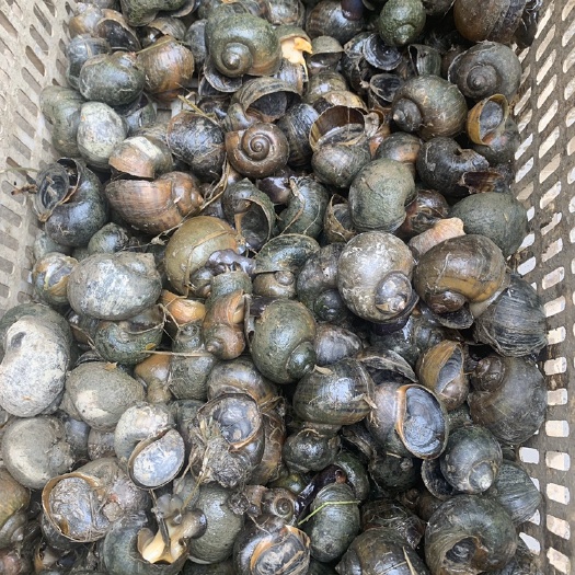 洪湖市螺蛳 鲜活福寿螺