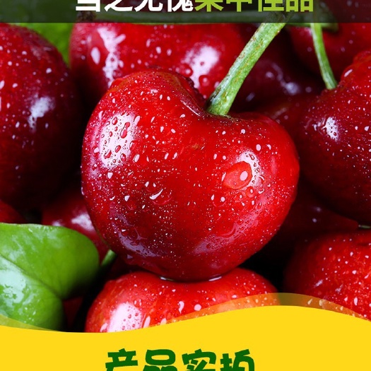 义马市早大果樱桃  河南三门峡义马黄河畔秦岭山地大樱桃维C之王脆甜多汁，产地直达