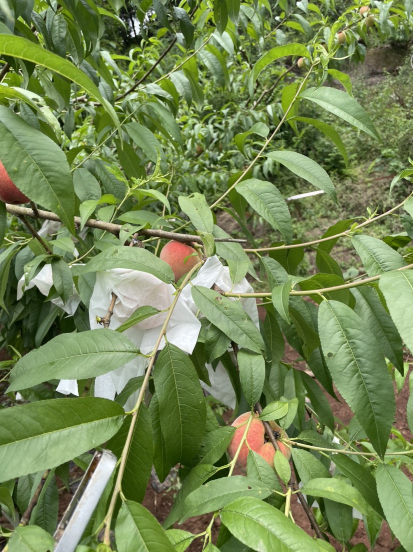 蜜桃 胭脂脆桃 成都市简阳市胭脂脆桃，果大品质好