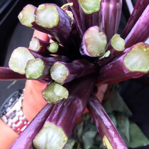 宜章县红菜苔