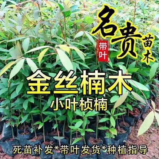 广州正宗四川金丝楠木树苗名贵小叶桢楠珍稀楠木南北方种植绿化庭院