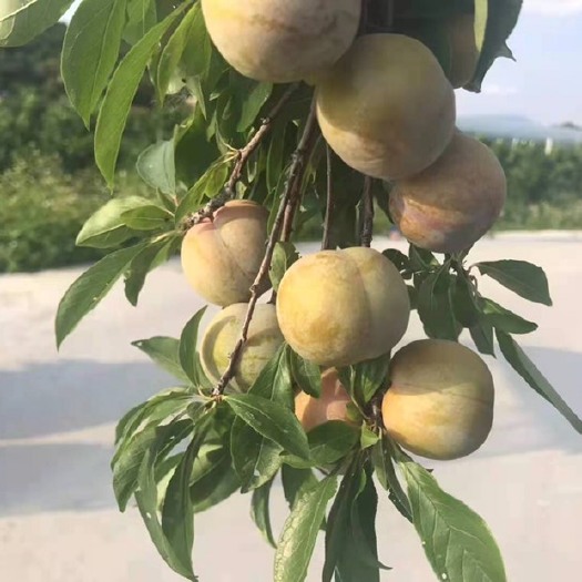 灵山县 银妃三华李
