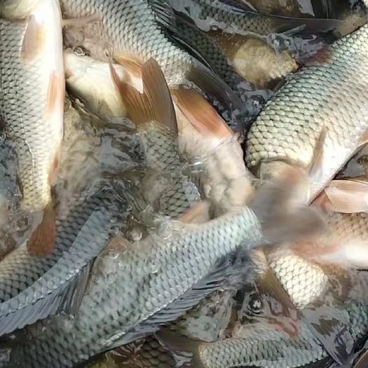 澧县 鲤鱼，1到4斤