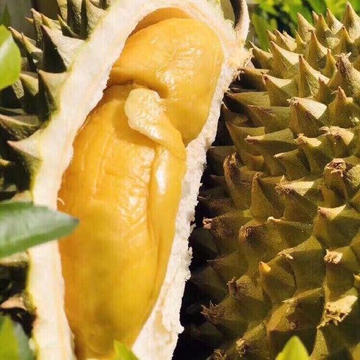 昆明上新活动来啦，泰国托曼尼榴莲，被称为小猫山王，口感软糯香甜，