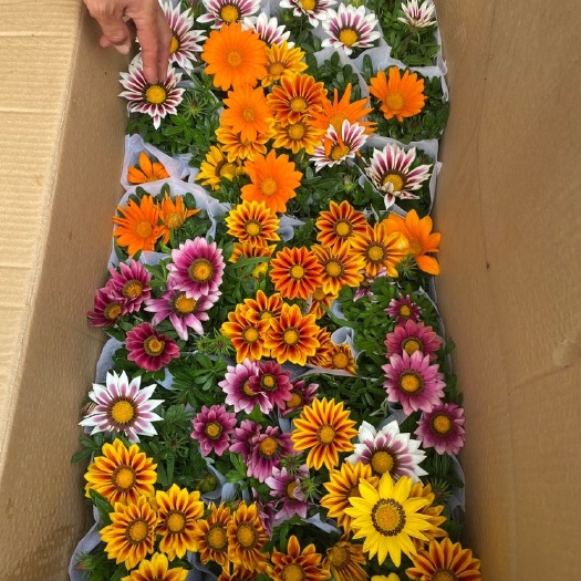 勋章菊，勋章菊基地，勋章菊盆栽四季开花，非洲太阳花，