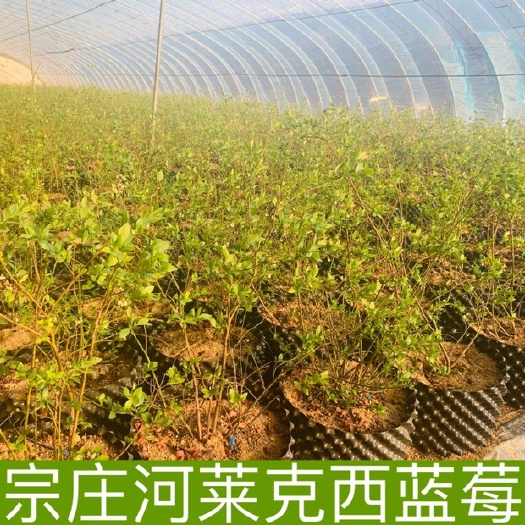 庄河市莱克西蓝莓苗  莱克西蓝莓树苗，2-3年树，当年可结果，成活率高！