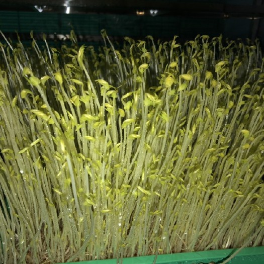 莱西市纯绿有机芽苗菜之麻黄豌豆苗￼