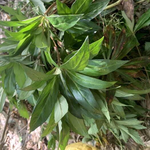 织金县兔儿伞 追风伞，来自高山深处，有效成分高，药用价值高，欢迎前来订